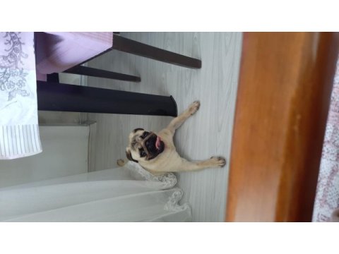 1 yaşında tatlı pug