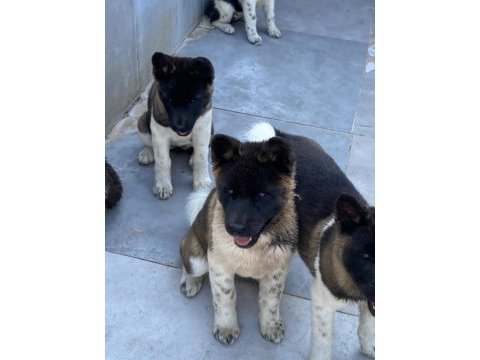 Akita cinsi yavrularımız