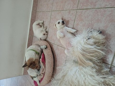 Jack russell anne ,malta terrier baba