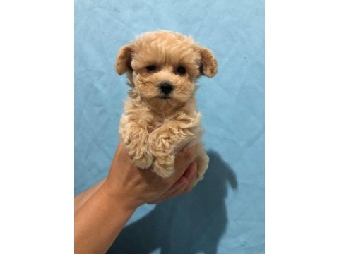 Maltipoo istanbul