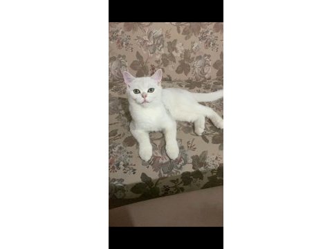 British shorthair kedimiz sahiplendirilecektir
