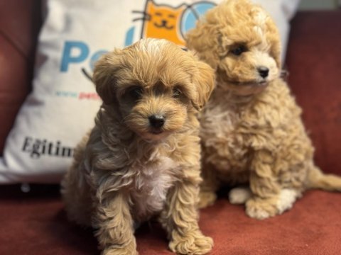 Wc eğitimli maltipoo yavrular ziyarete açık