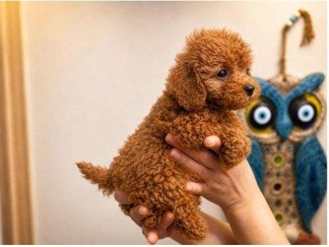 Orjinal red toy poodle yavru erkek dişi yavru 2 aylık