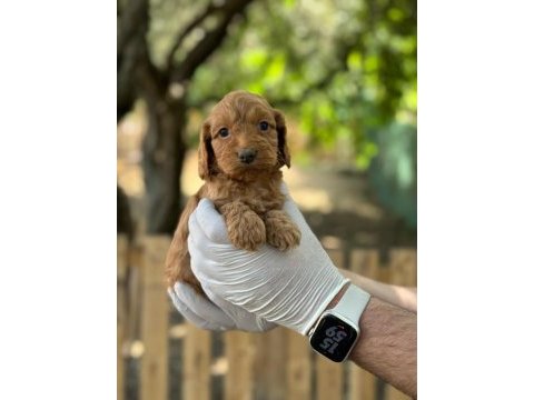 Maltipoo yavrularımızı canlı görerek alabilirsiniz