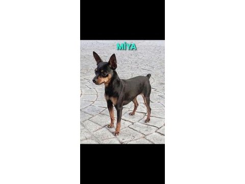 Minyatür pinscher 5 aylık