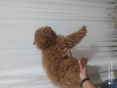 Toy poodle 4.5 aylık