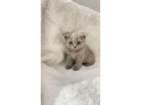Mükemmel huylu scottish fold yavrumuz