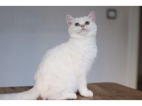 Dişi 7 aylık british shorthair