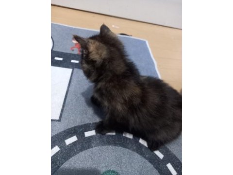 6 temmuz doğumlu exotic shorthair ve annesi