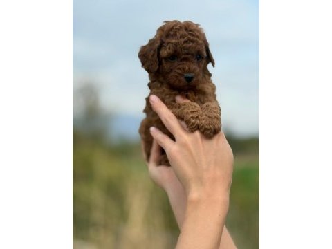 Mocha tadında toy poodle bebeklerim