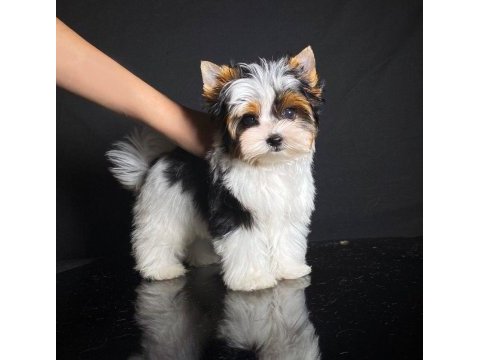 Morkie yavrularımızı canlı görerek alabilirsiniz