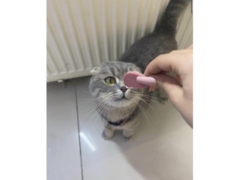Ücretsiz sahiplendirme scottish fold kedisi