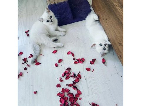 3 british kızımız yeni sahiplerini bekliyor