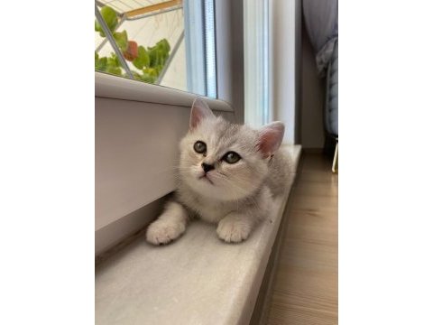 2 aylık british shorthair yavrularımız