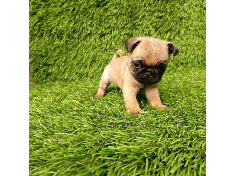 Pug mops kusursuz guzellikler