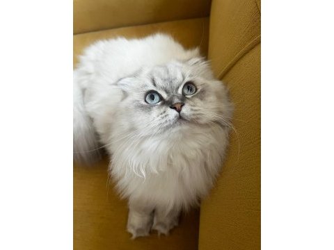 British longhair top kafa mavi gözlü dişi kedim