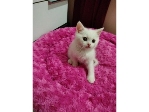 Uysal pablo british shorthair