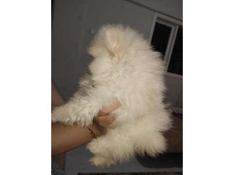Pomeranian boo ayı surat