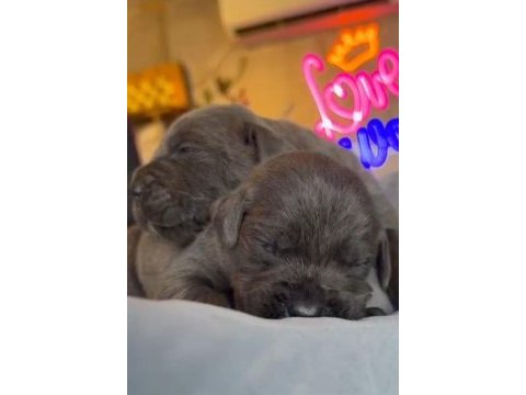 Cane corso blue bebeklerimiz için acele edin