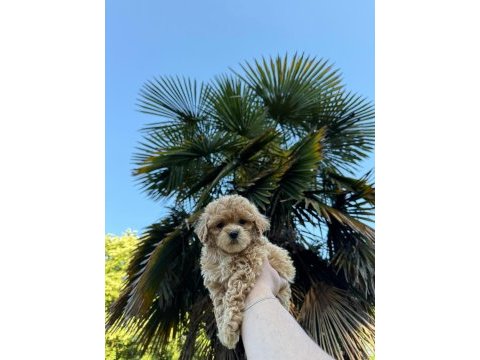 Maltipoo bebekleri