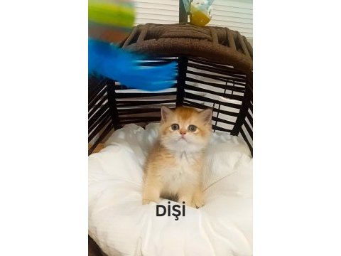 British shorthair mükemmelliği