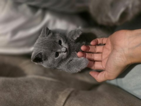British shorthair bir buçuk aylık yavrular dişi kedi