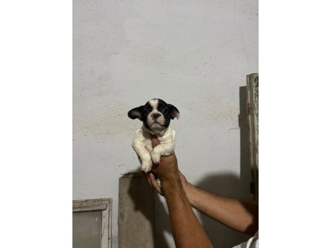 French bulldog yavrular ırk sağlık garantili