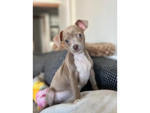 Şivava erkek 2 aylık chihuahua
