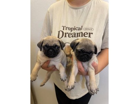 Sıfır burun gül kuyruk pug mops