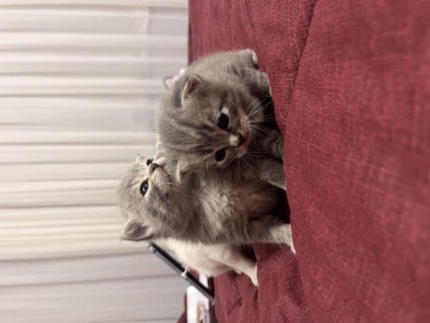 Yavru british shorthair kedisi