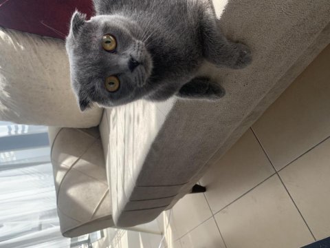 Kedi eşleştirme ilanı scottish fold