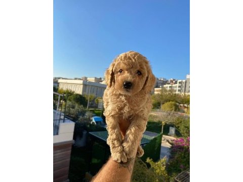 Toy poodle yavru köpekler