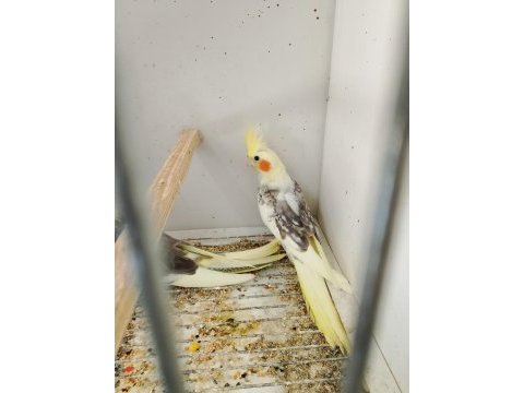 Sultan papağanlarım yeni yeme düşmüş