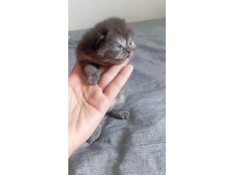 Tek yavru kedimiz kaldı rezerve edilir
