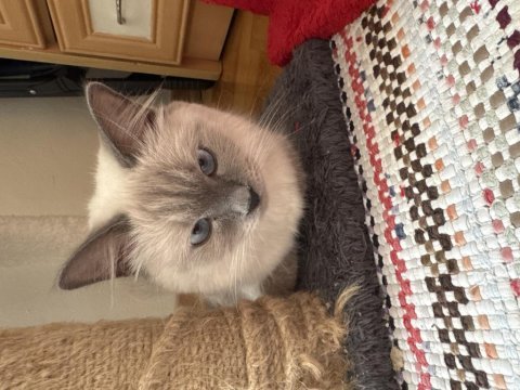 Sahibinden eğitimli british shorthair yavruları