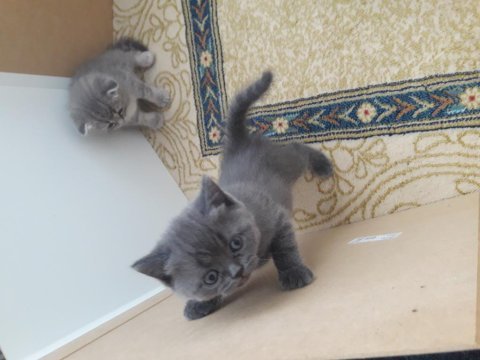 British shorthair 45 günlük dişi