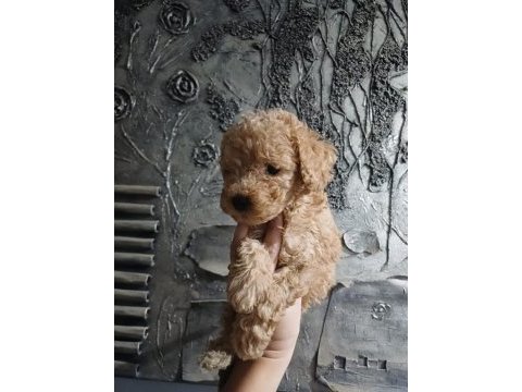 Toy poodle yavrular