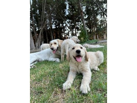 Safkan golden retriever yavruları
