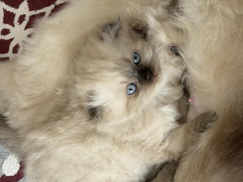 Irk ve sağlık garantili scottish fold yavrumuz