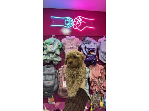 Red brown toy poodle son yavrular