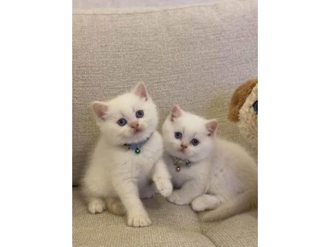 Brıtısh shorthair red point yavrularım 