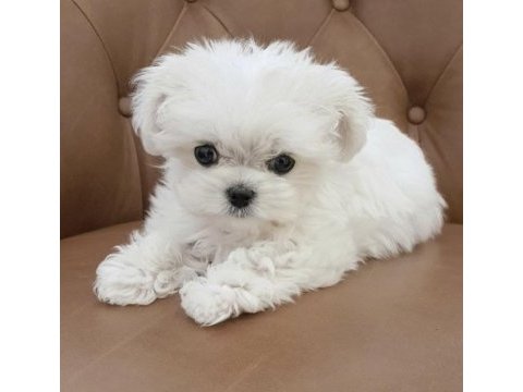 Korekan eşsiz güzellikte maltese yavrularımız