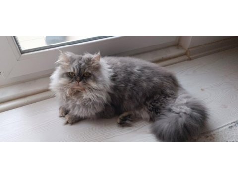 Erkek chinchilla cinsi kedimiz