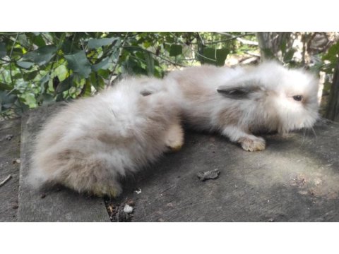 Çok tatlı yavru hollanda lop tavşanı