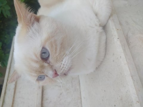 British blue point kısır erkek kedimiz 5 yaşında