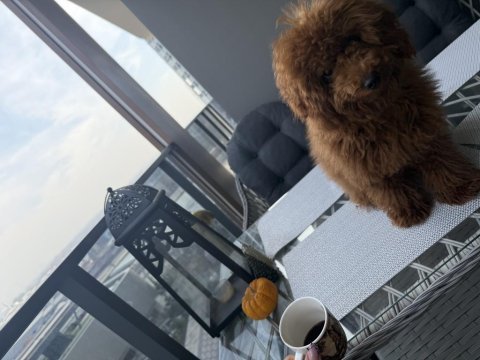 Bebeğimiz olacağı için vermek zorundayız erkek poodle