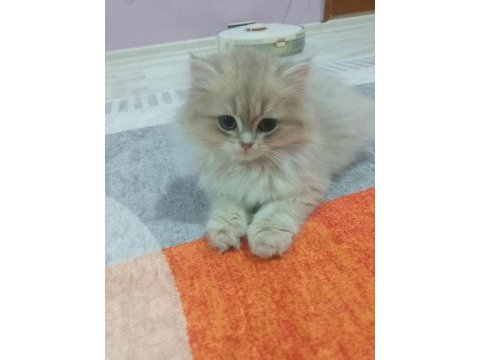 Saf kan british longhair blue golden yavrular