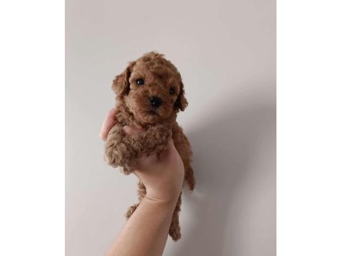 Orjinal toy poodle bebekler