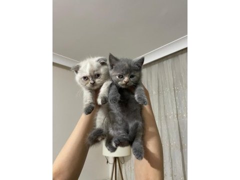 Mükemmel blue point ve british shorthair yavrular