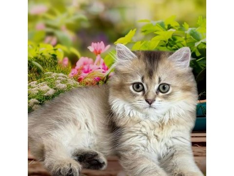 Sağlıklı ve oyuncu british longhair bebekler